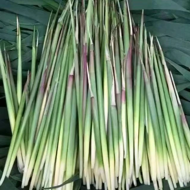 【茅针草种子】四季种植盆栽地栽阳台小院种植