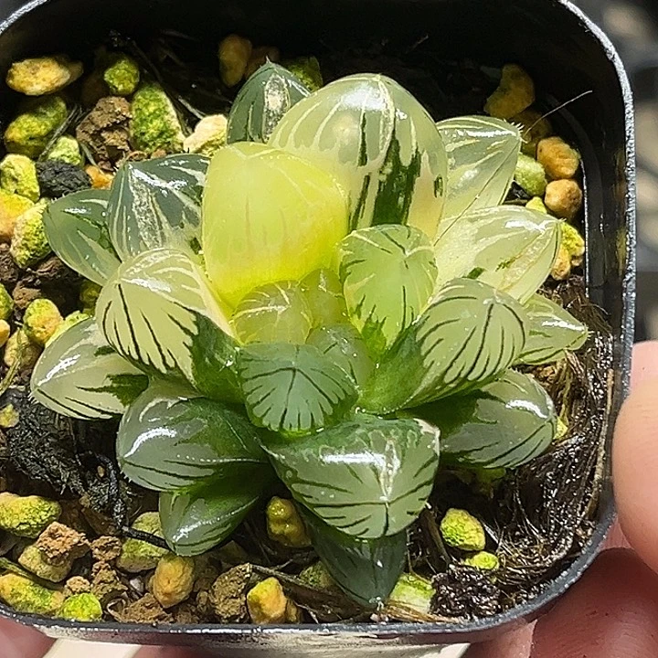 176大窗龙爪玉露锦