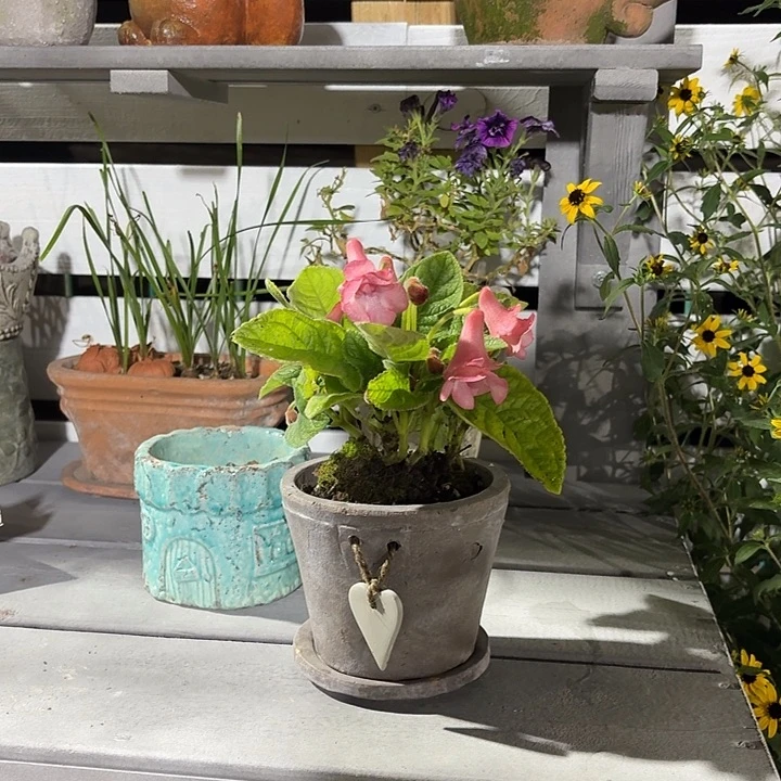 许纯的花房 爱心一套