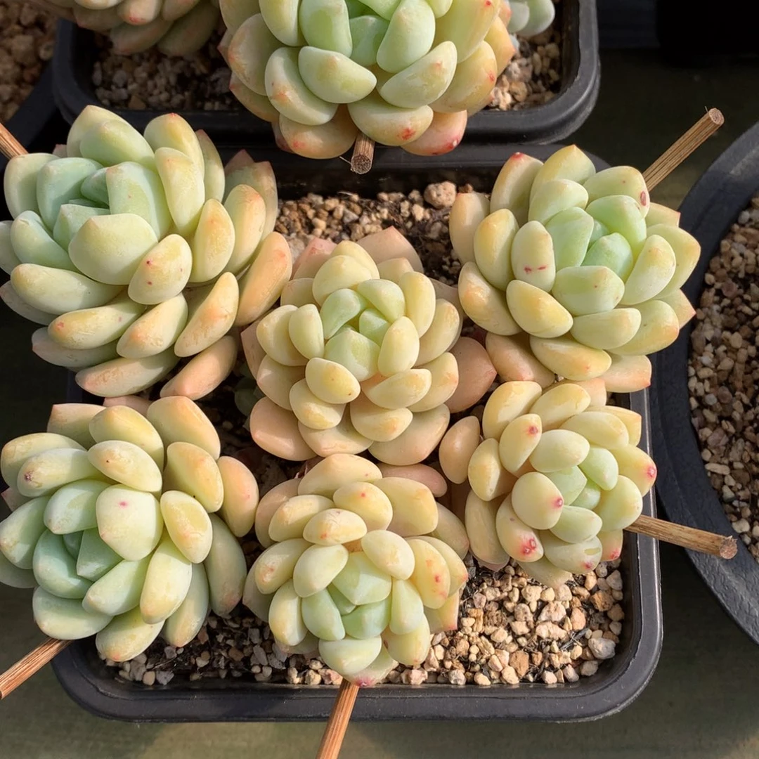 我们家的小姐姐们