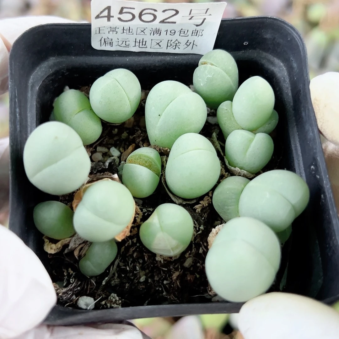 4562 好养易活生石花大母本