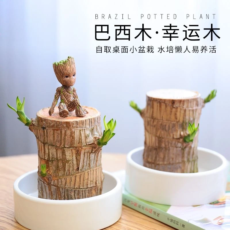 正宗水培巴西木幸运木懒人花卉绿植植物水养带芽巴西木好养活盆栽