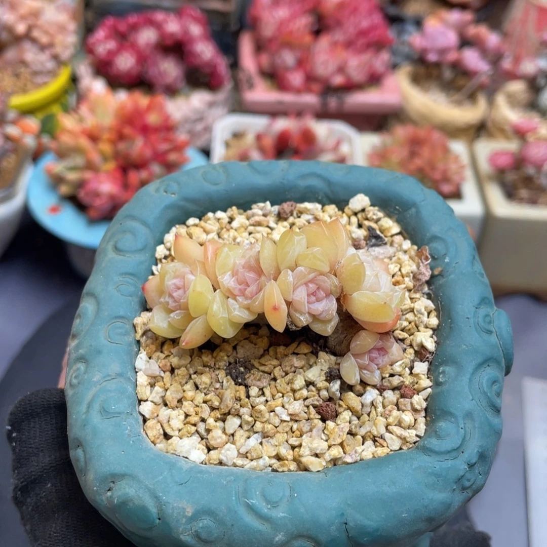 溏心冰魄朵朵缀无砍