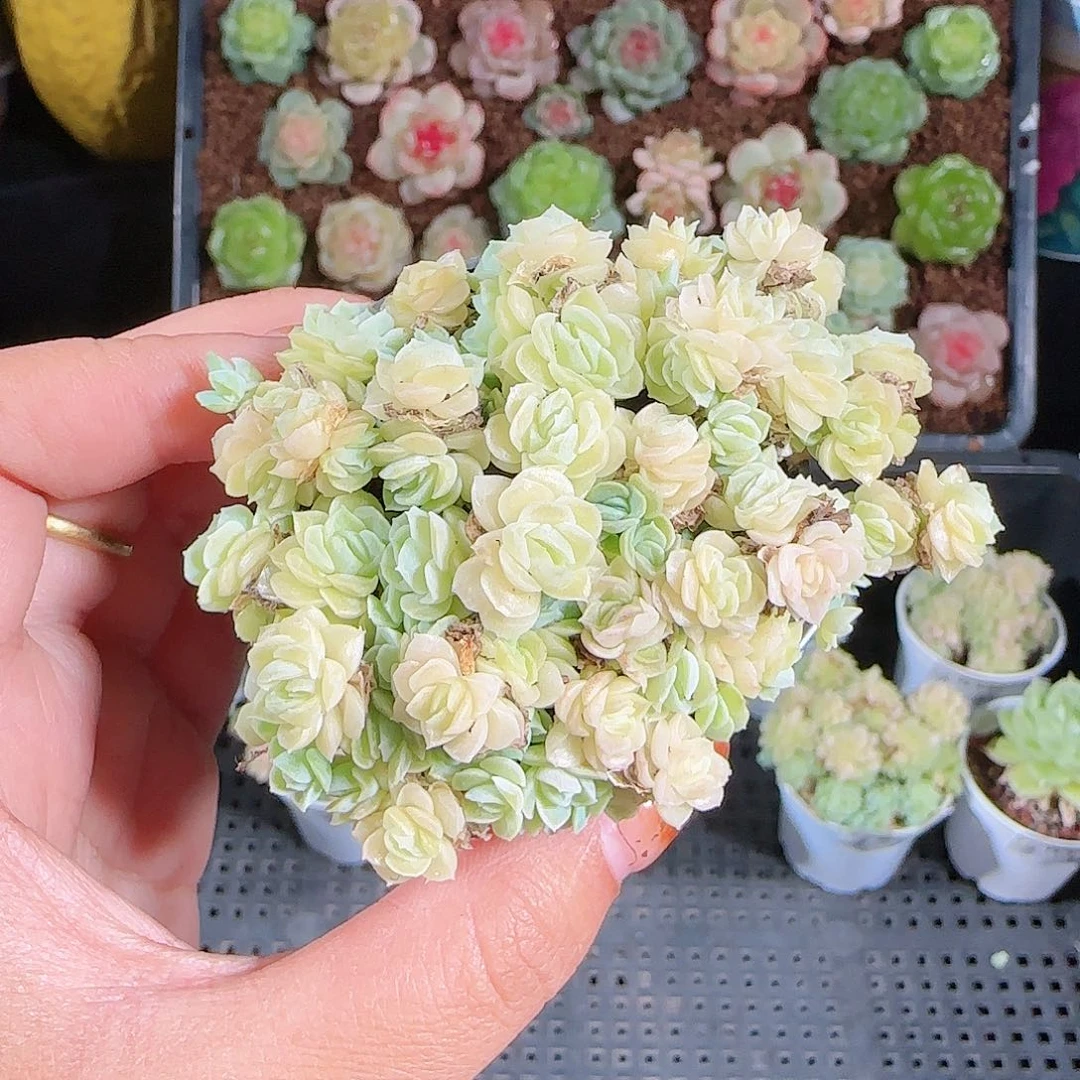 1023-11麦秆优选不包整