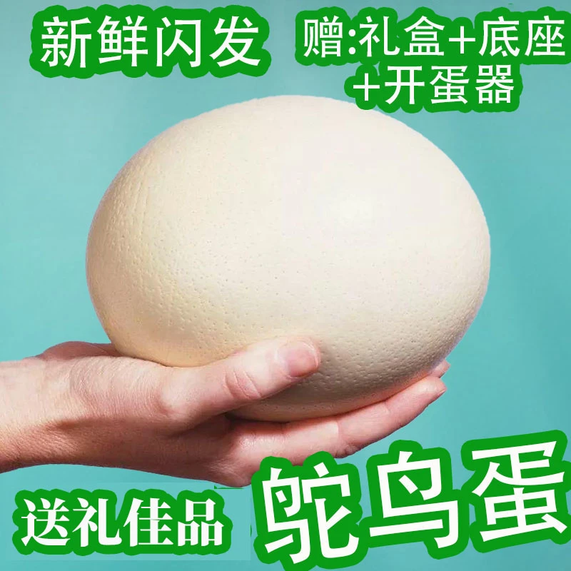 农场现捡新鲜鸵鸟蛋大号驼鸡蛋节日送礼盒装健康可食用鸸鹋蛋初生