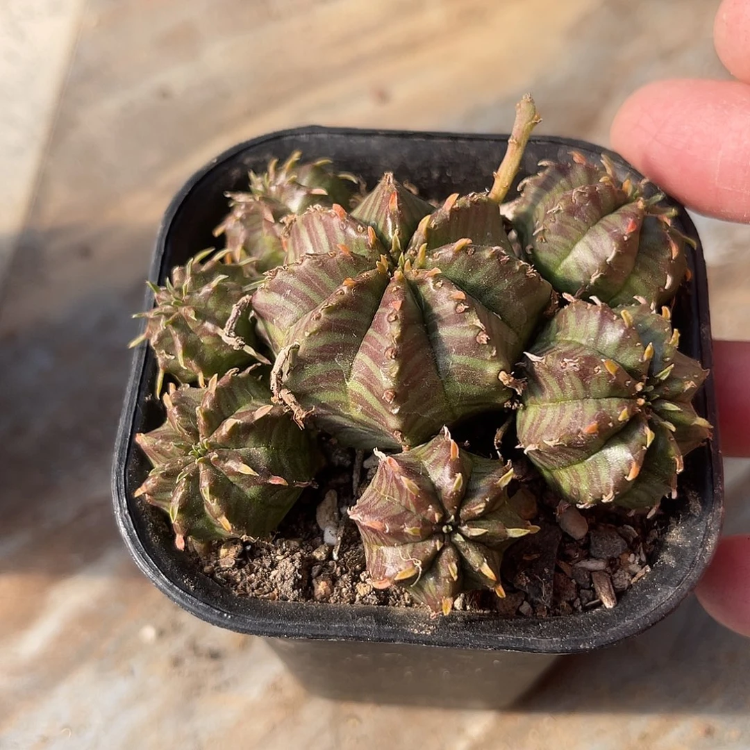 法利达大群一物一拍