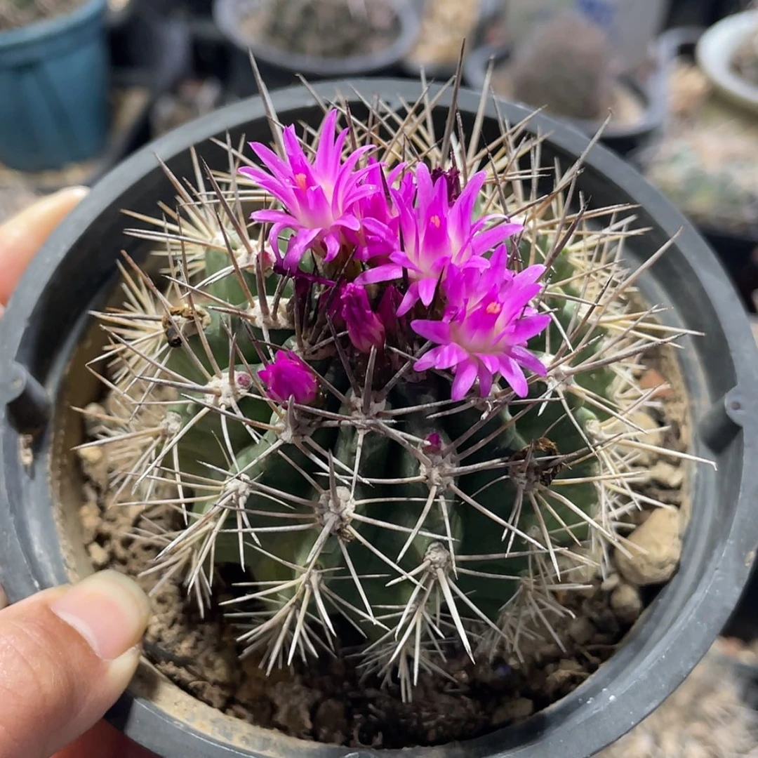 【闪购商品】逆龙玉实生6666