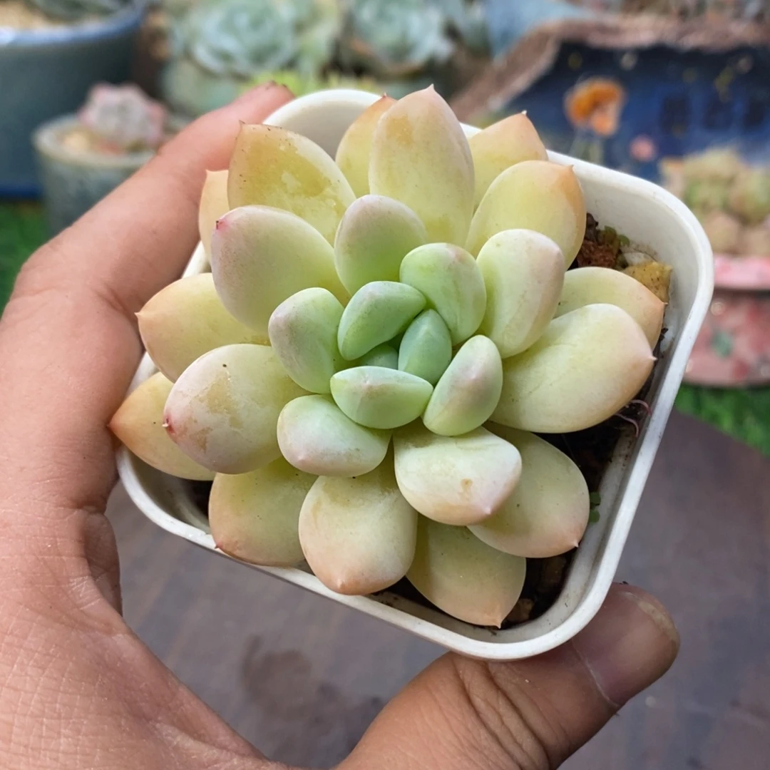 香水杂交单头随机发货