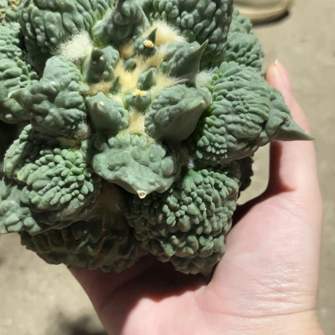 Y***中10号自根满村怒111111