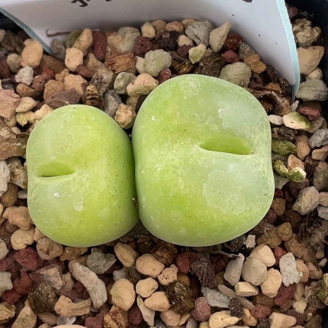 30-106翠光多肉植物