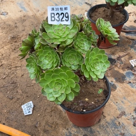 329万拉丝不包断枝