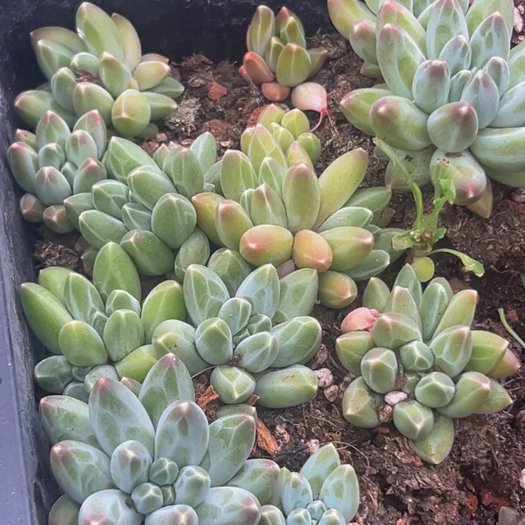 10颗美人系列多肉植物