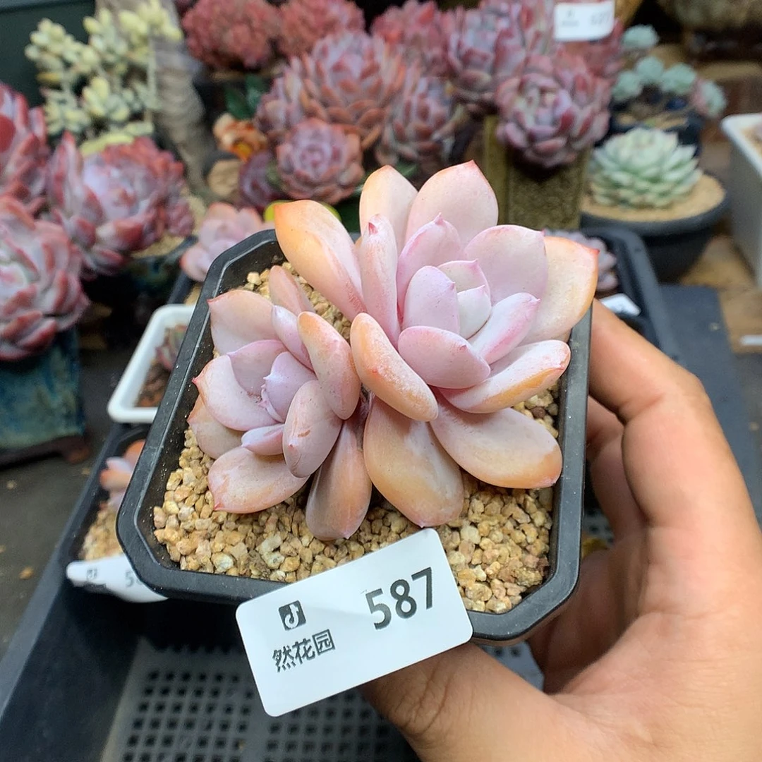 587奶茶多肉植物6666