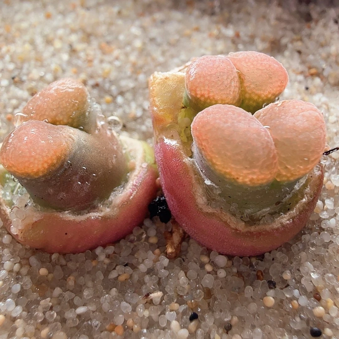 2.21.42/Cm46红风铃新头三头/多肉植物