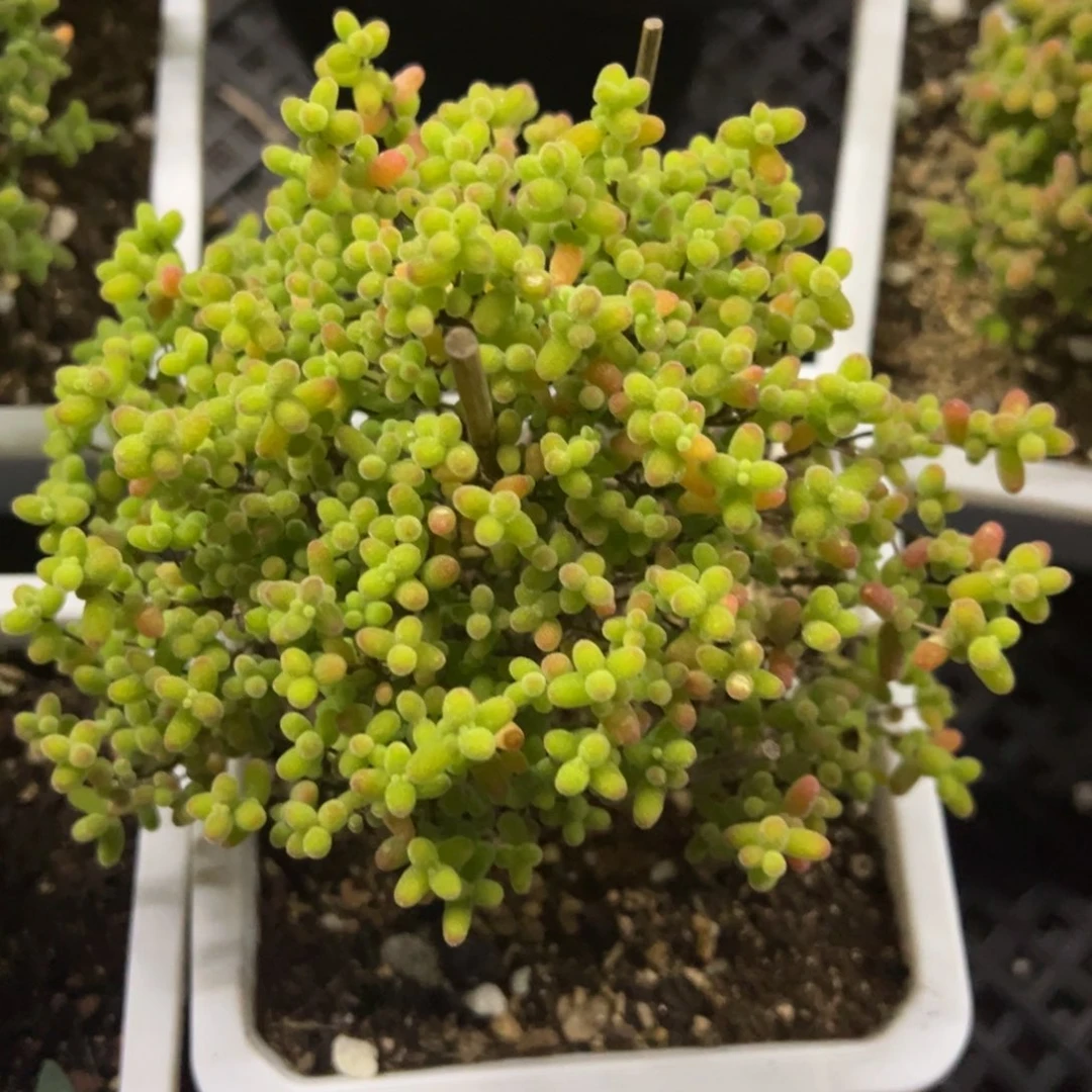 蜜橘糖球10白方老桩福利