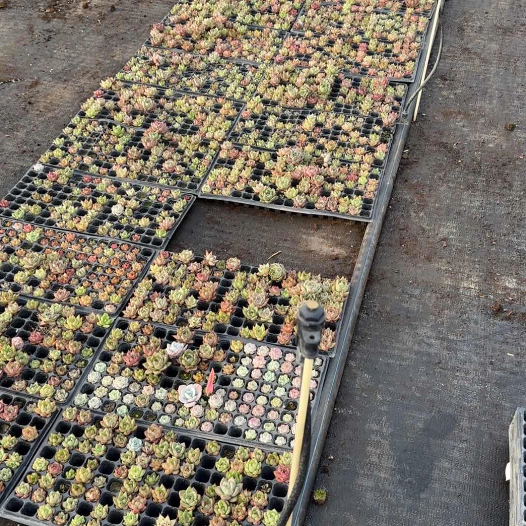 保底100颗量拍19-1六号箱子发货