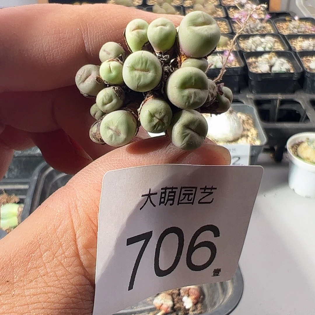 一物一拍。       706