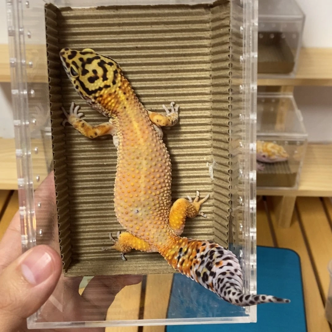 豹纹守宫豹纹守宫