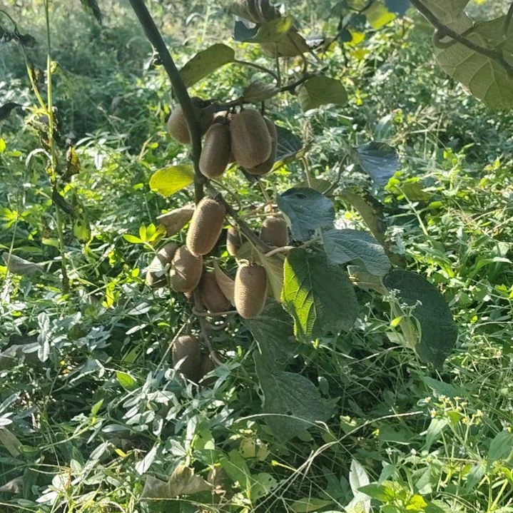 贵长猕猴桃最后三天鲜果，甜蜜蜜大果