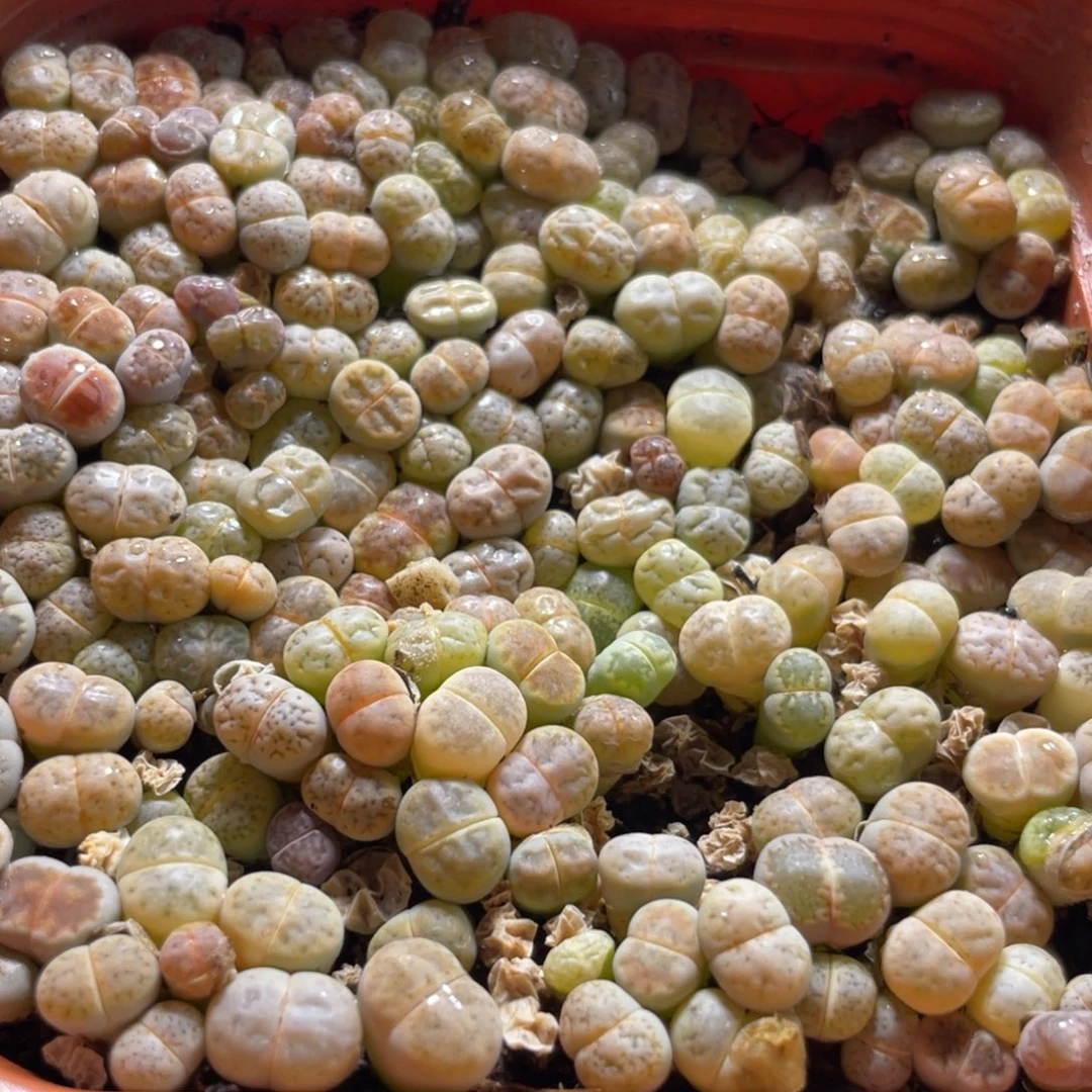 大盆特价一物一拍～29