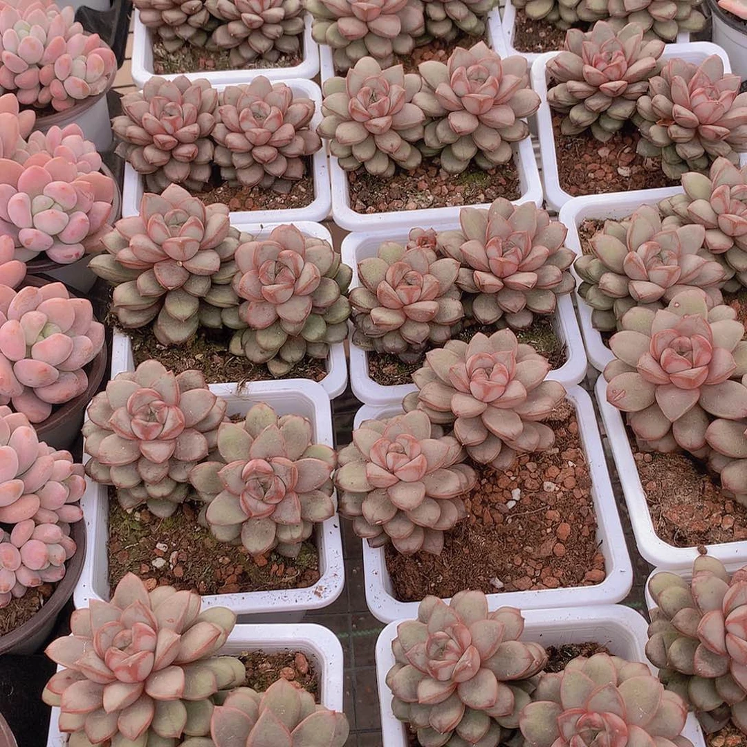 双头葡萄24567899000000