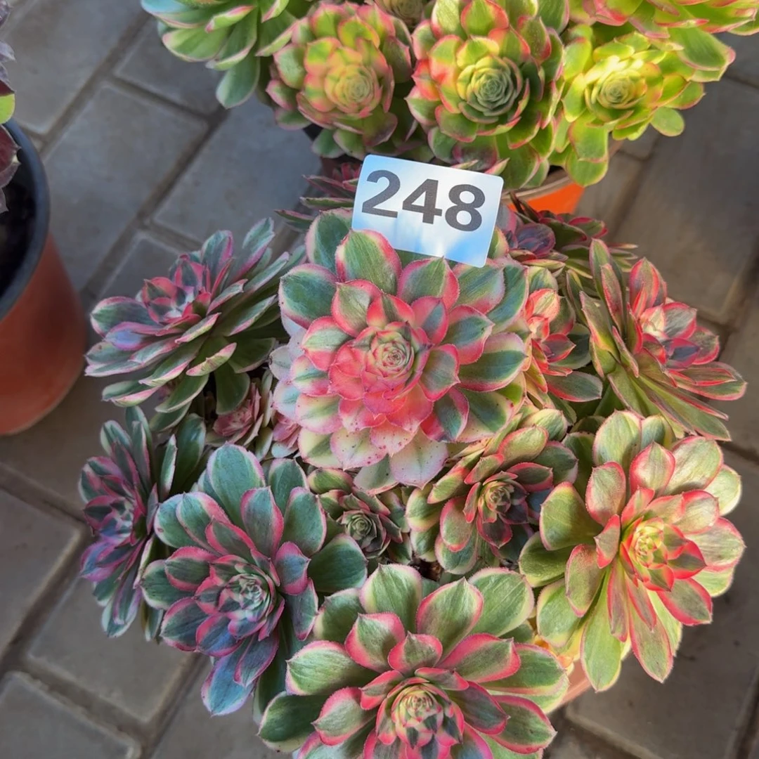 记***秒多肉植物248海神法师