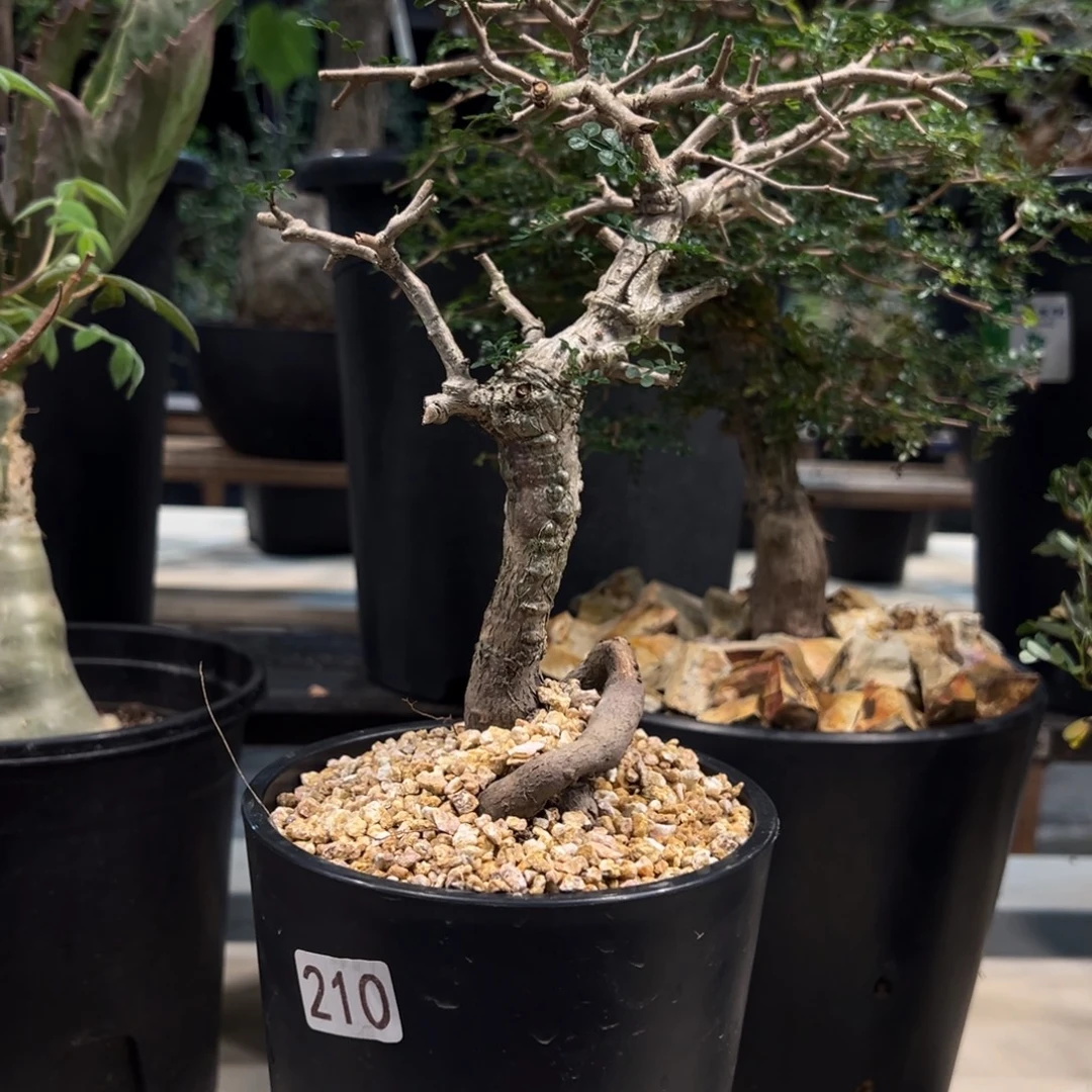 重***）210象足漆树带盆发货植物