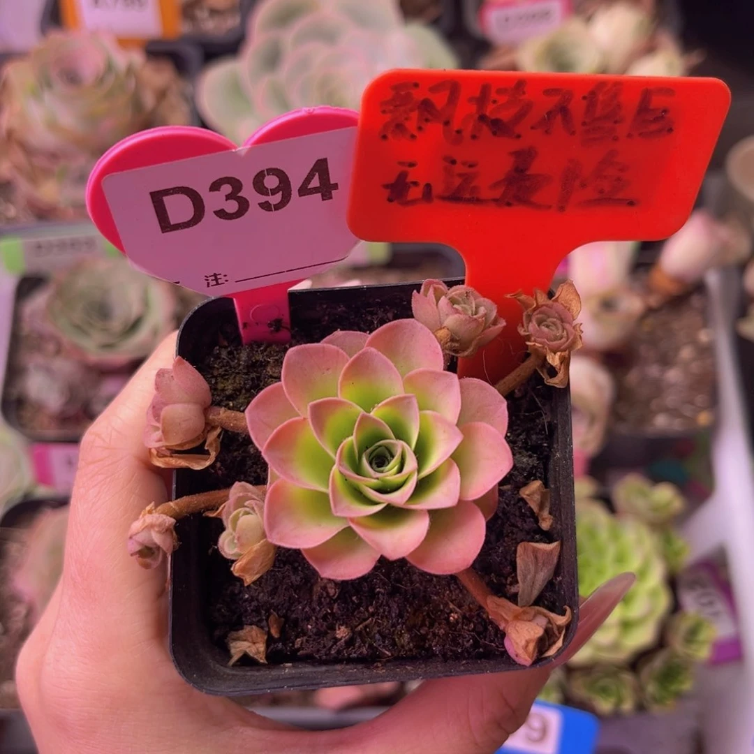 四月天玫瑰群D394 裸根发