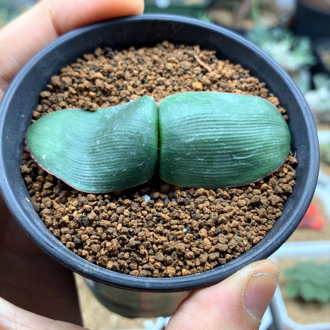 蕾丝灯台百合多肉带盆