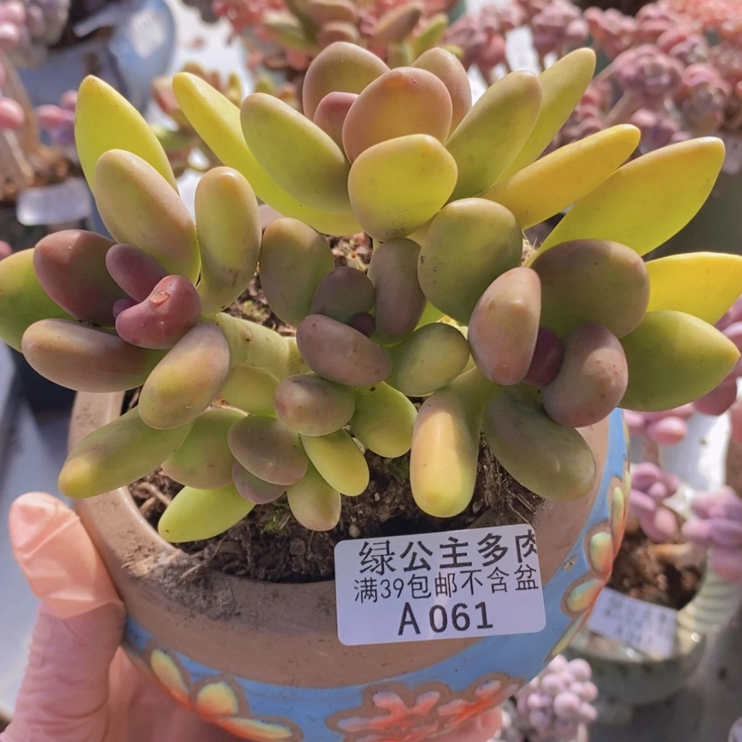 芒果奶12cm061多肉植物