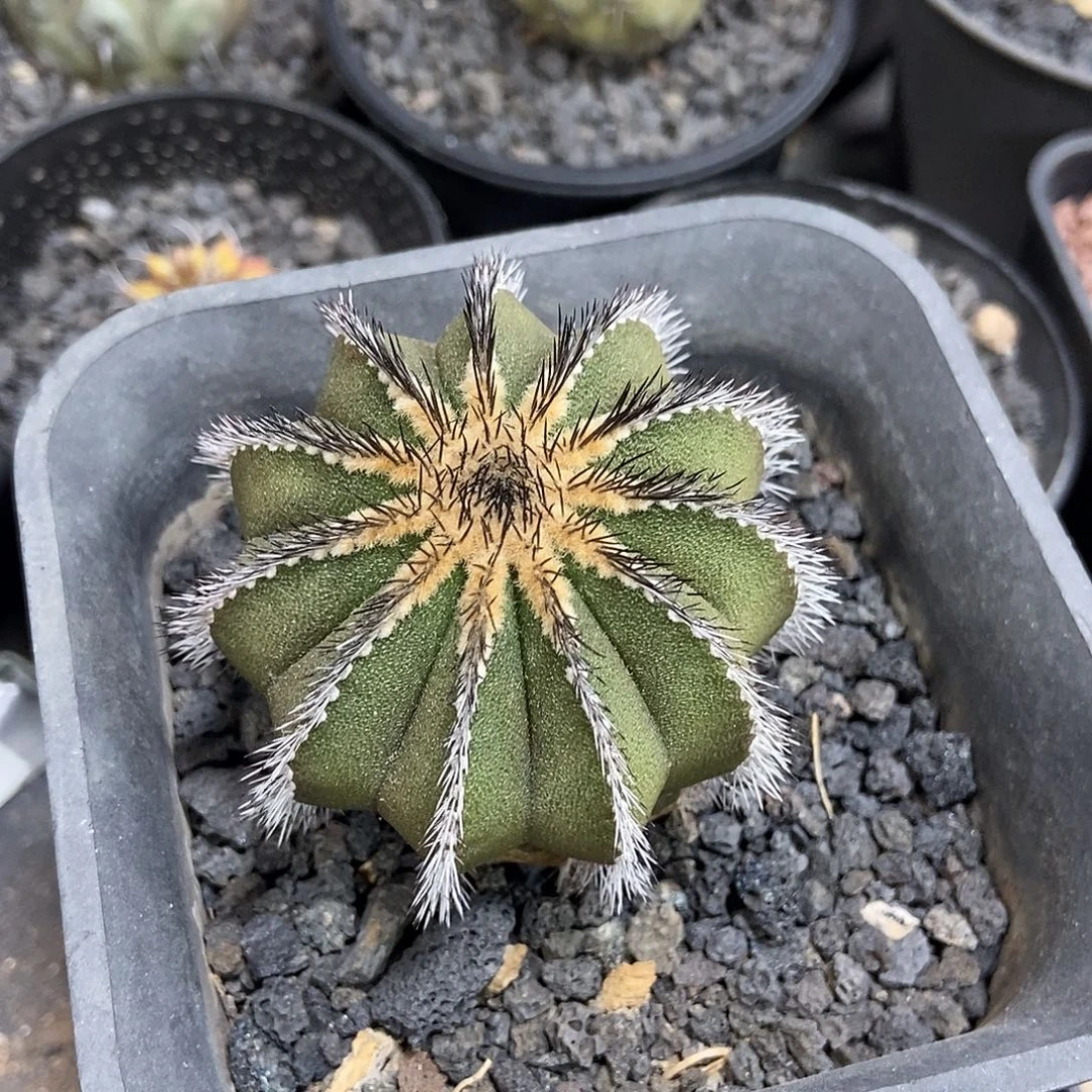 佑***潇实生尤博球仙人球