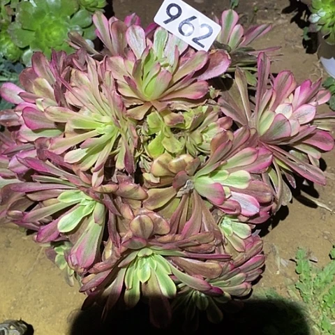 多肉植物法师962祝融