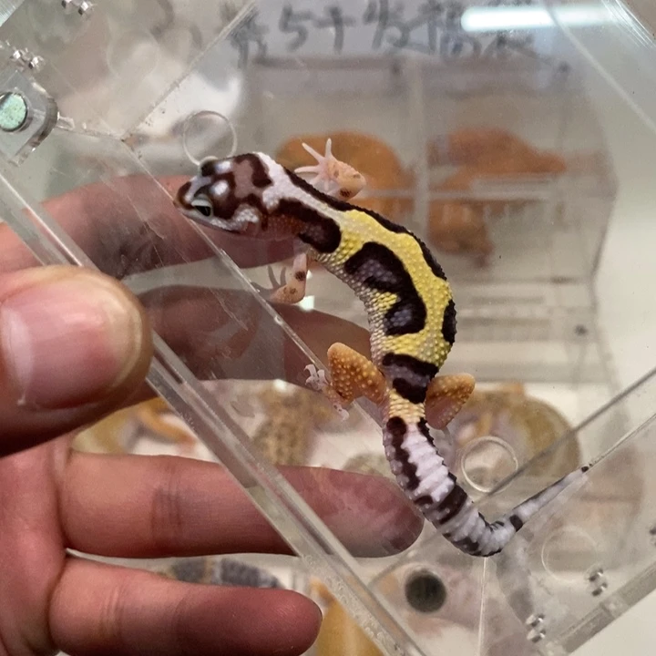 豹纹守宫土匪大苗