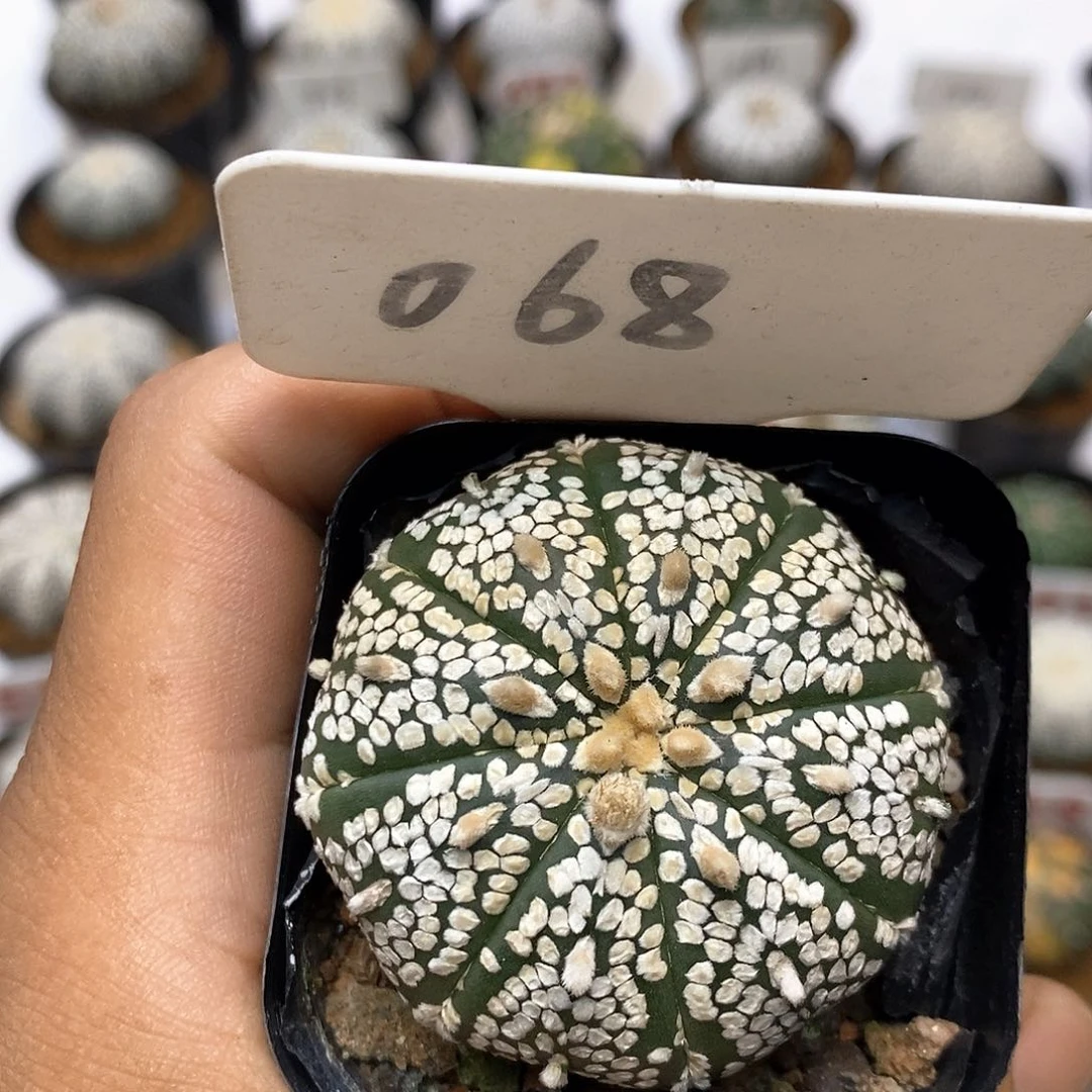 开播时间周一晚播特价咯