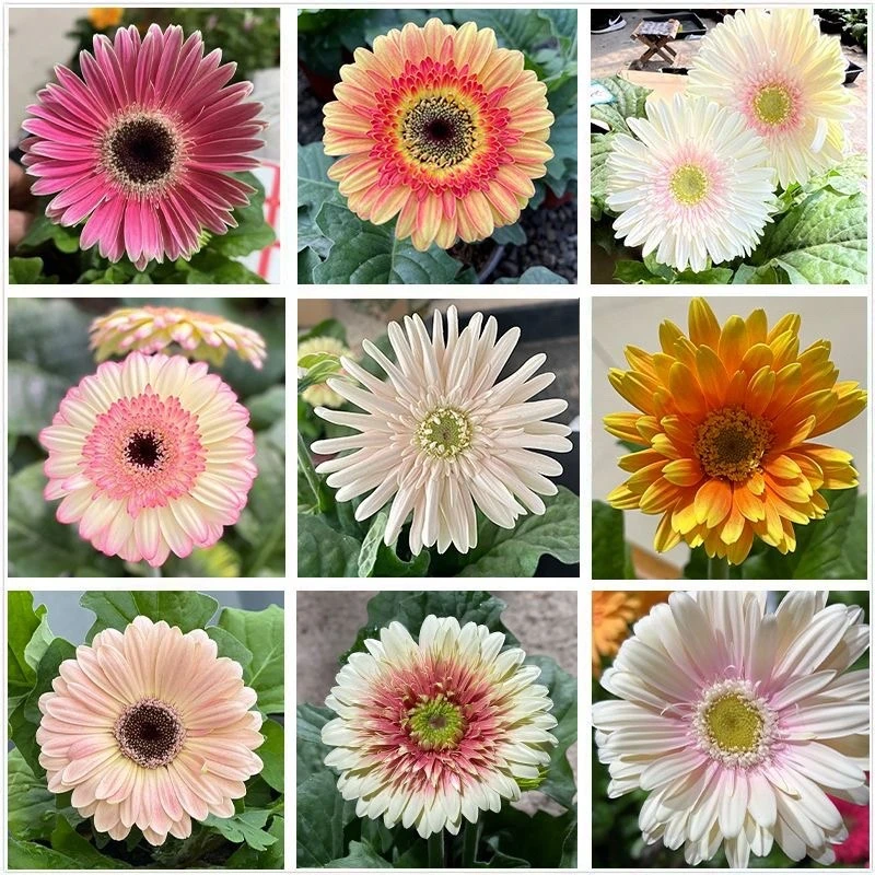 非洲菊重瓣扶郎花盆栽花苗庭院阳台室内盆栽鲜花植物花卉四季好养