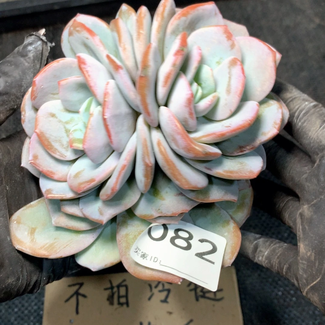 082 不拍冷链不售后