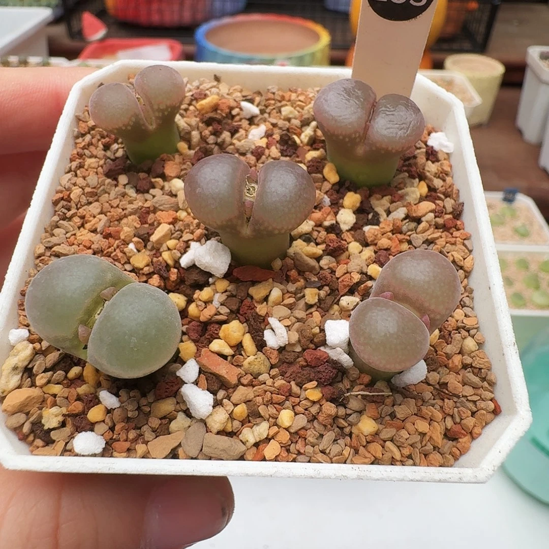 多肉植物福利风铃153