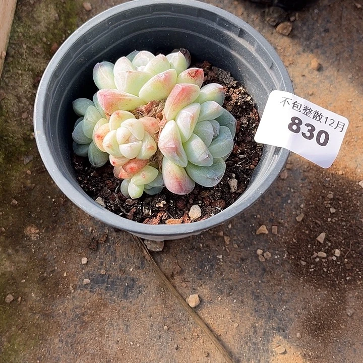 阿雅园艺。     830