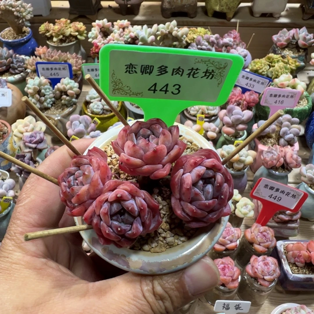 443冰糖水晶老桩无砍