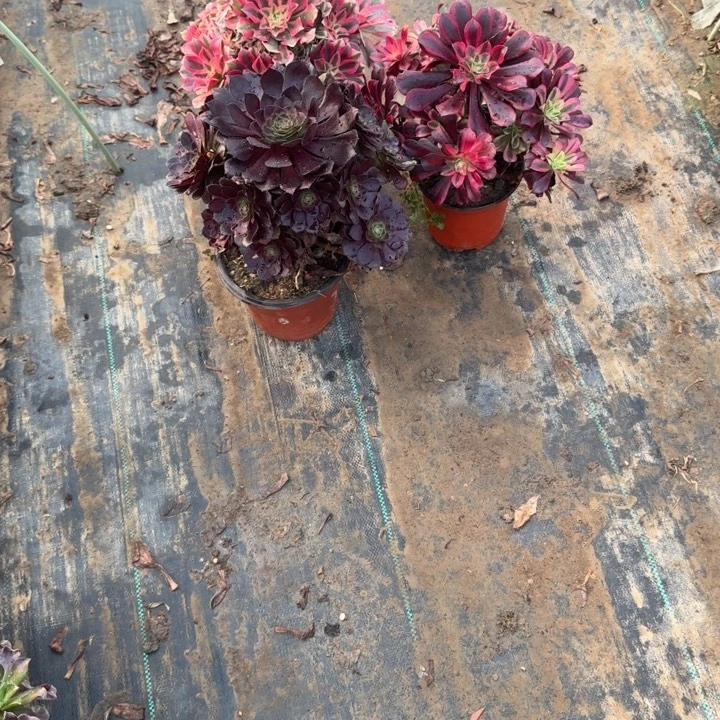 茉***柠一单包邮不包侧枝94