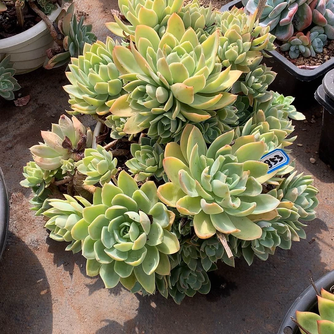 一物一拍多肉 853丝绸