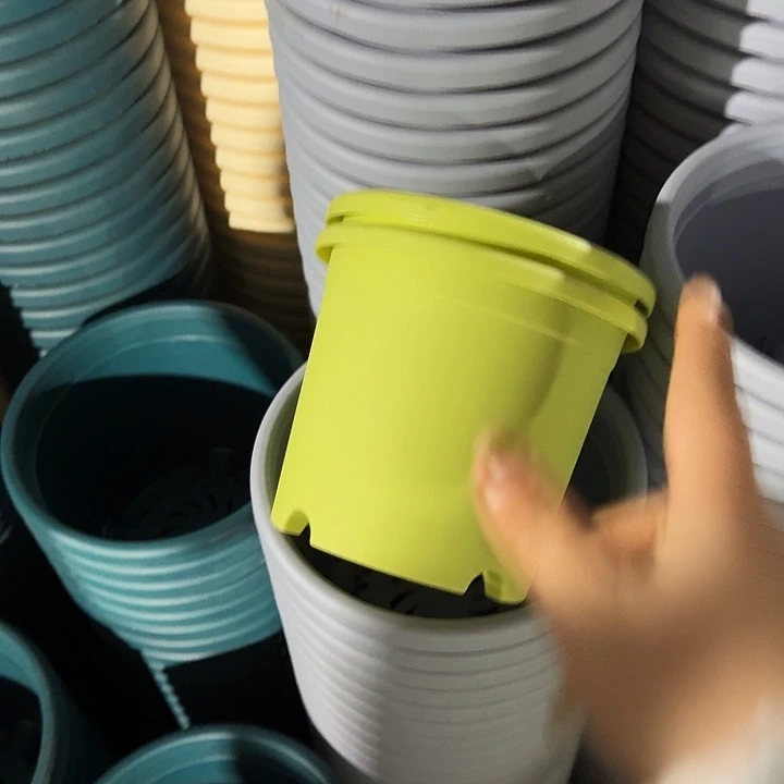 四季1号果绿无托10个