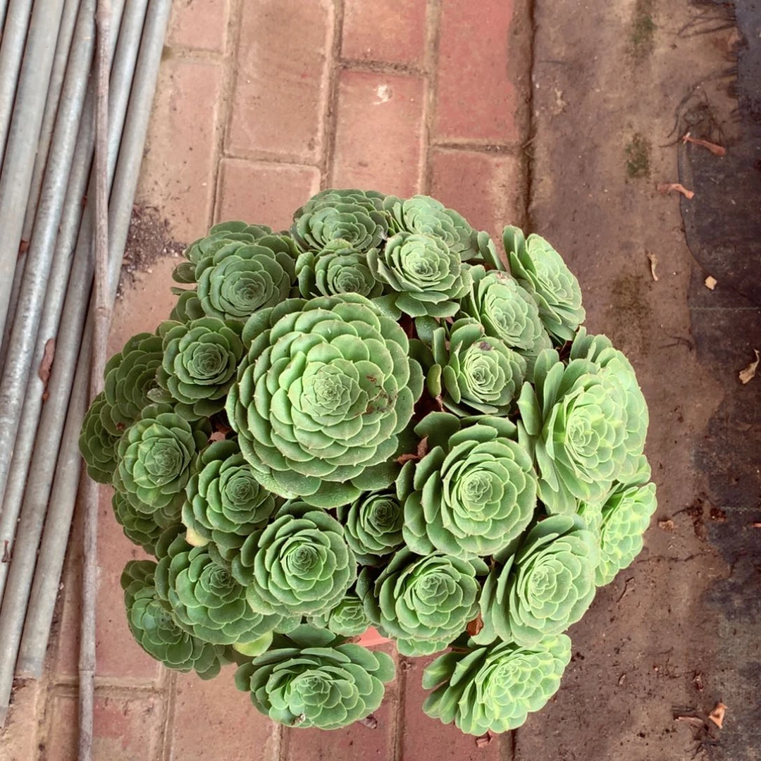 绿羊绒，多肉植物的