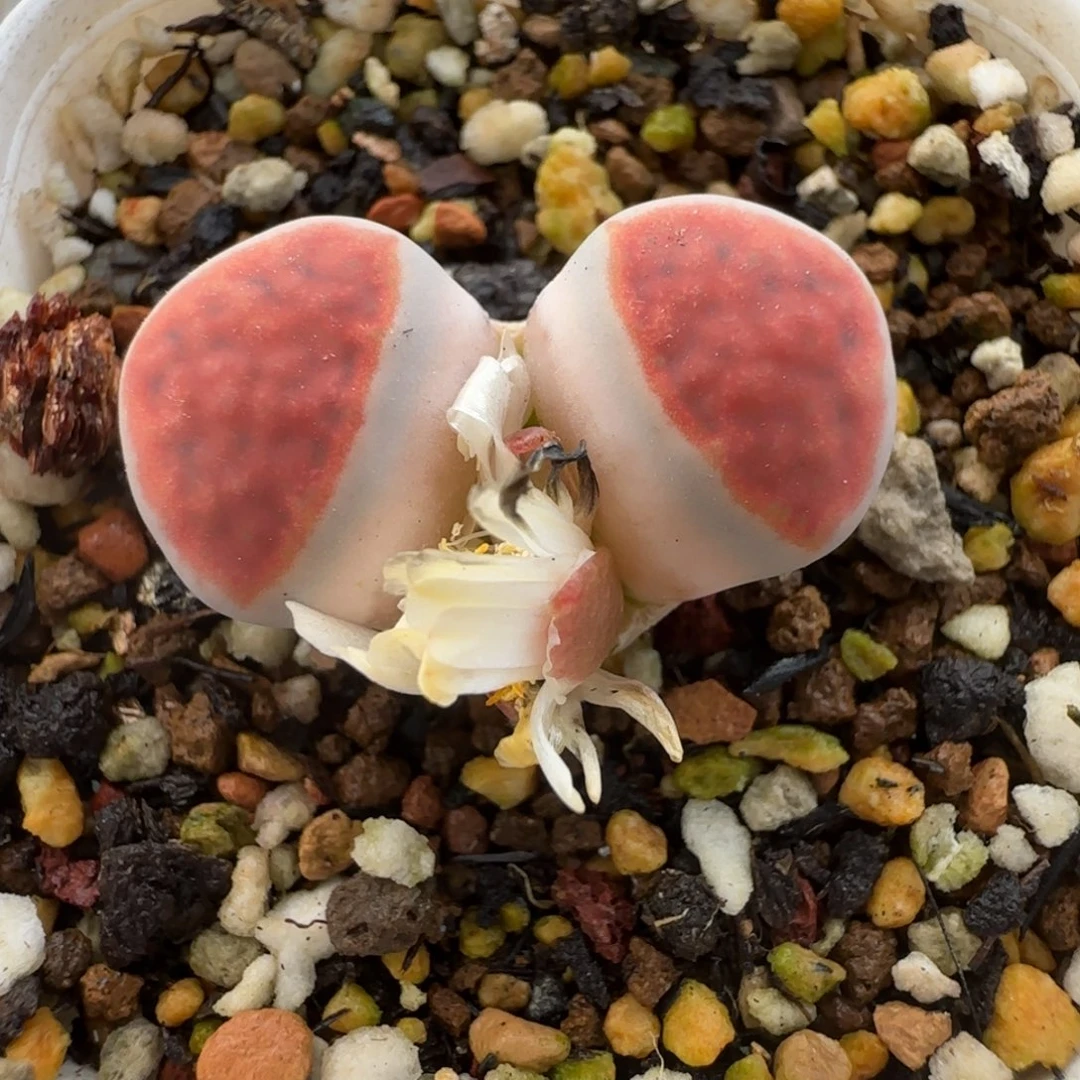 11.24。蝴蝶翅膀粉朱唇。8018