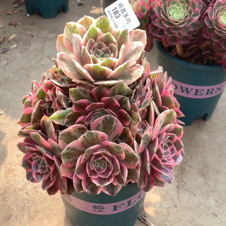 183浣纱多肉植物