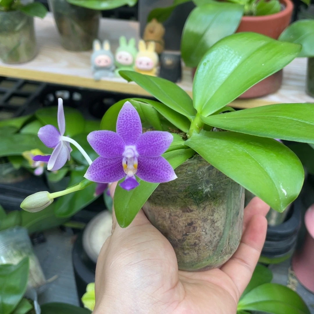 大部分开放少量花苞2.5柳林蓝星