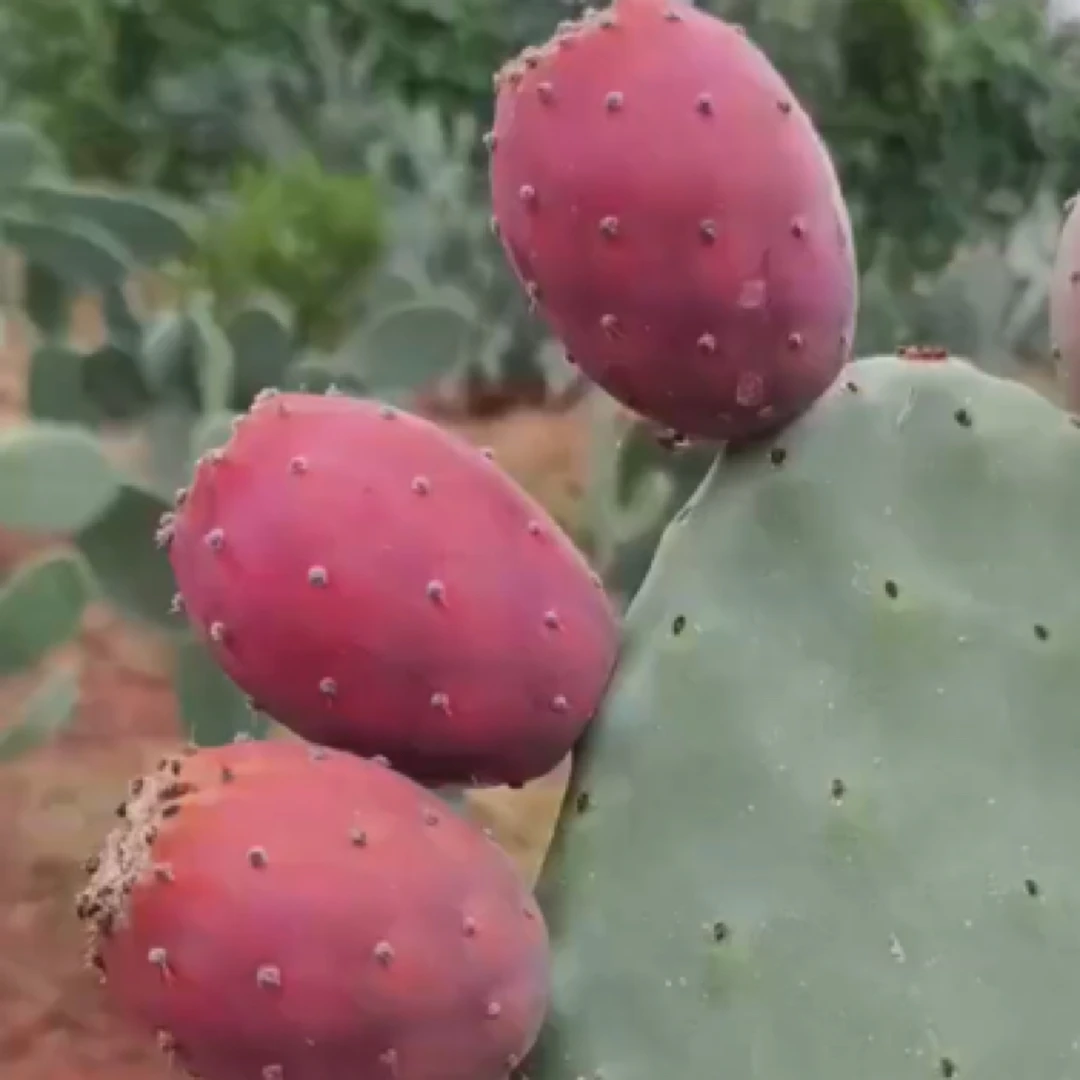 正宗大果王仙人掌红果芦荟种植片绿植盆栽观赏植物仙人掌果树苗