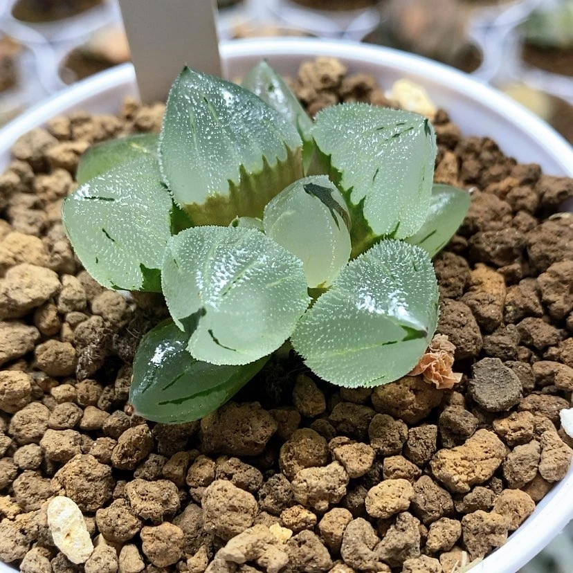 【闪购商品】36冰城实生