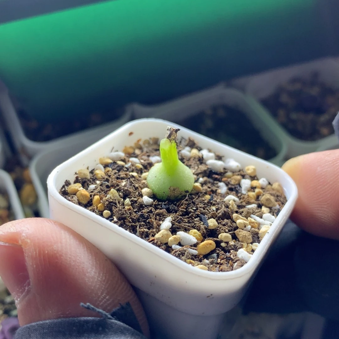 a964大型小葫芦母本