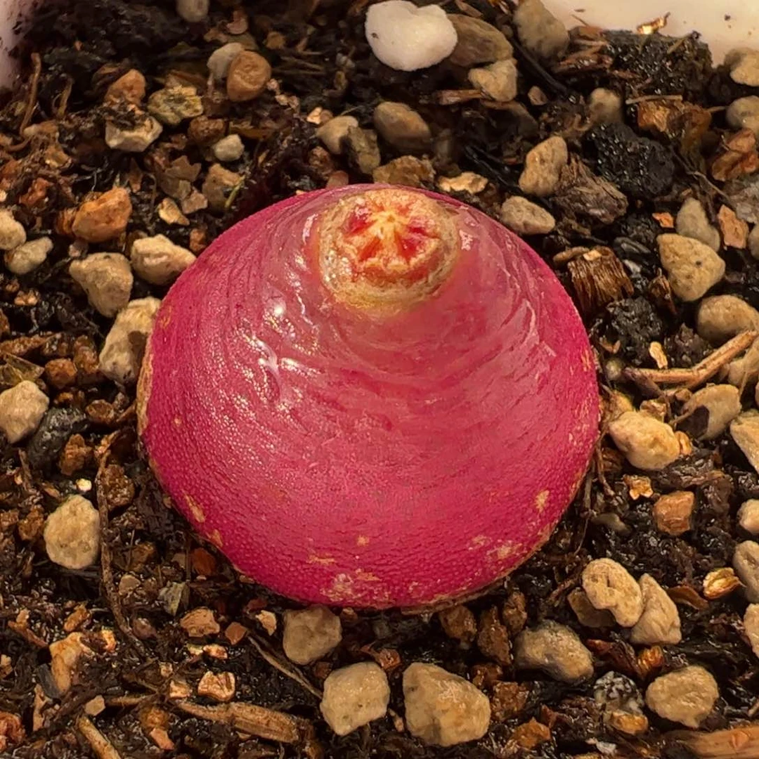 013多肉植物百科